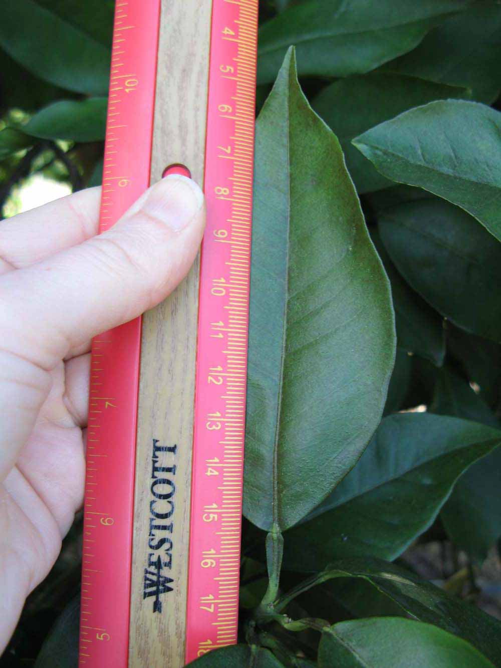              Unifoliolate leaf (Winter Haven, FL)       